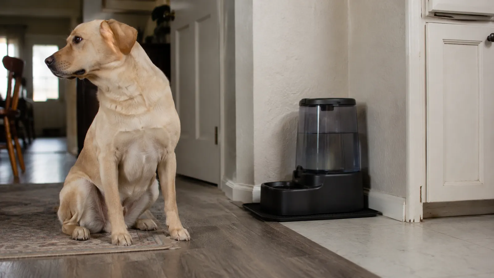 Automatic pet feeder placed in a corner and secured against a wall, out of reach of a large dog's paws